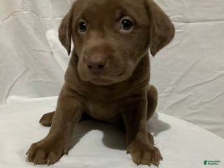 Labrador Retriever dogs Lucy - Ad 38