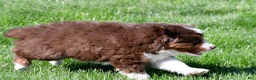 Miniature Australian Shepherd dogs for sale: Taylor - Ad 12
