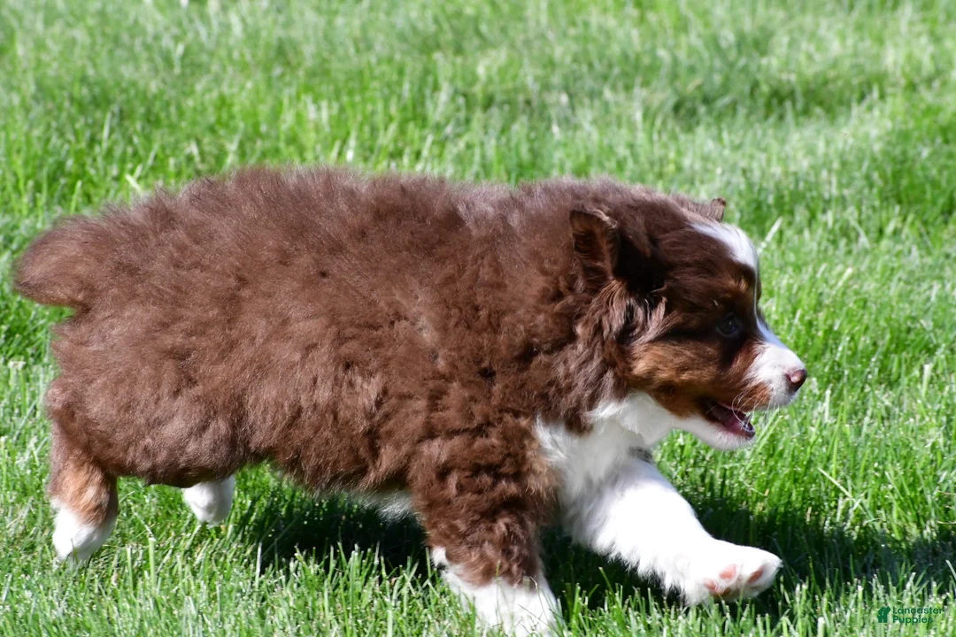 Miniature Australian Shepherd dogs for sale: Taylor - Ad 12