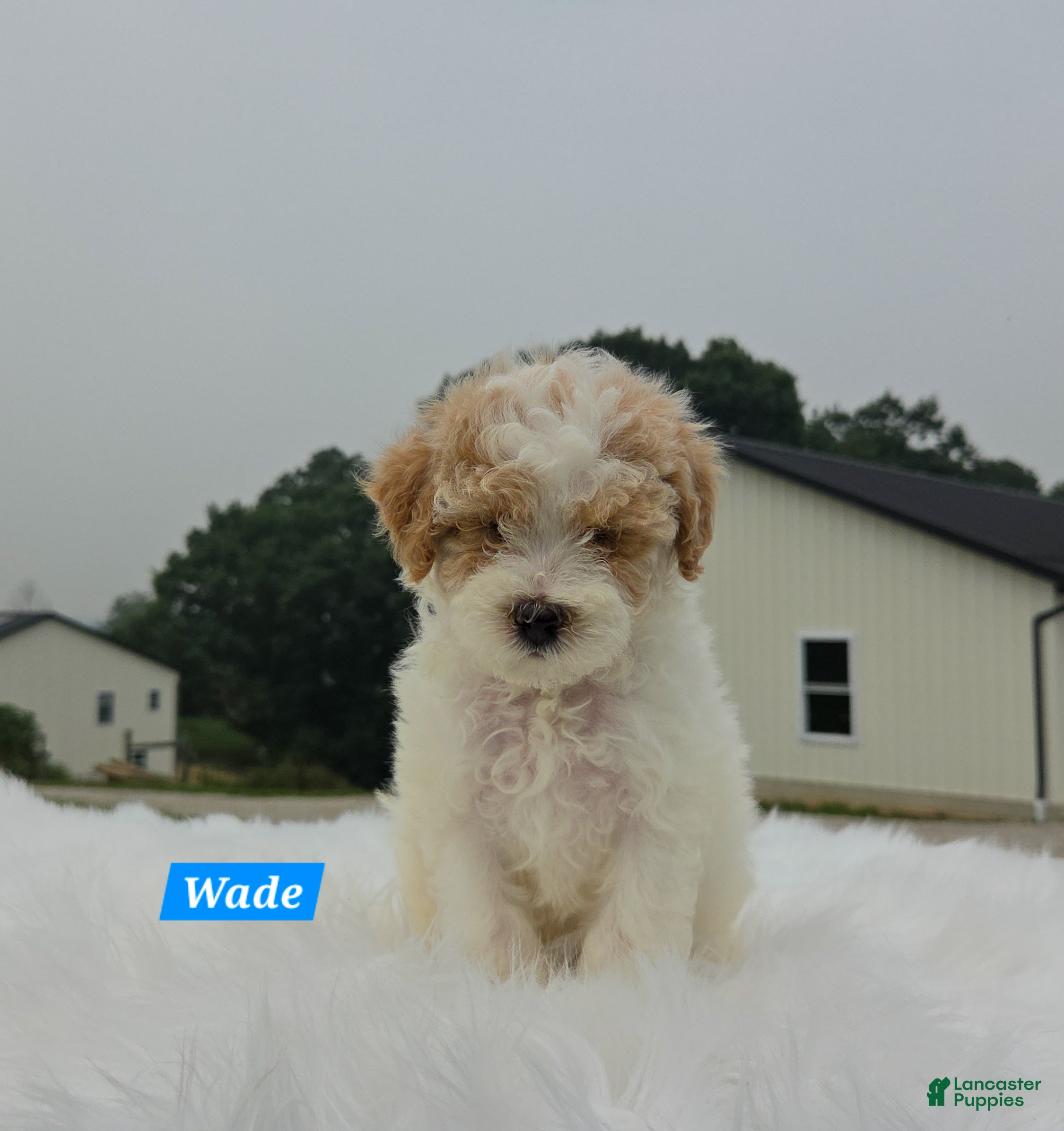 Maltipoo dogs Wade - Ad 2
