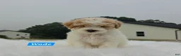 Maltipoo dogs for sale: Wade - Ad 2