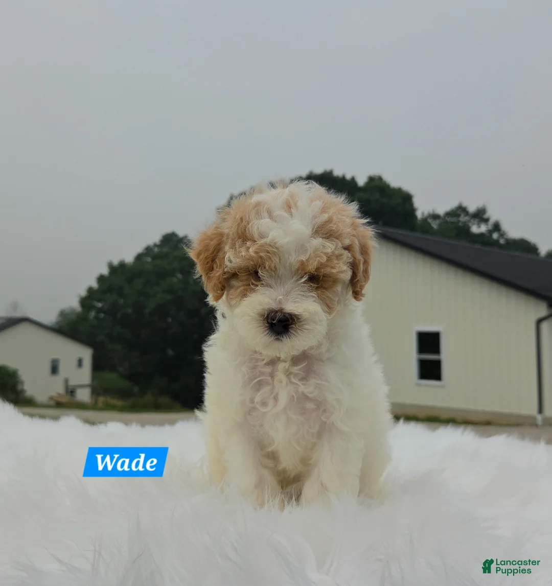Maltipoo dogs for sale: Wade - Ad 2