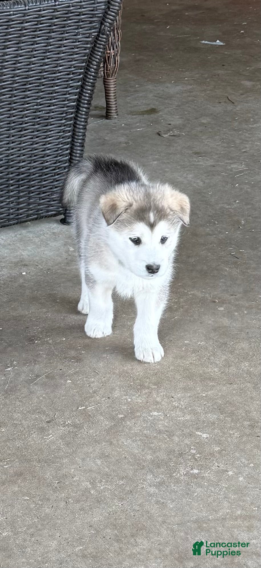 Alaskan Malamute dogs Alaskan Malamute Puppy 1 - Ad 8