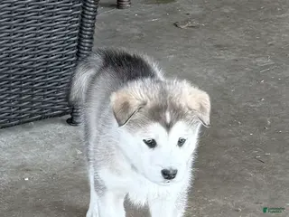 Alaskan Malamute dogs Alaskan Malamute Puppy 1 - Ad 8