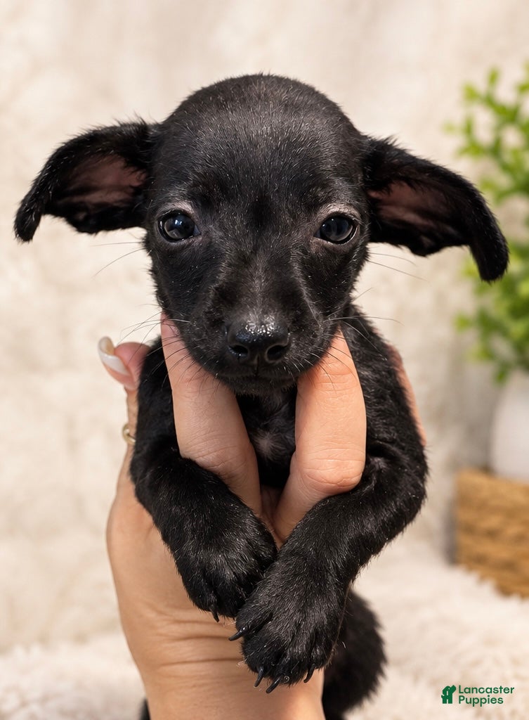 Chiweenie dogs for sale: Winnie - Ad 5