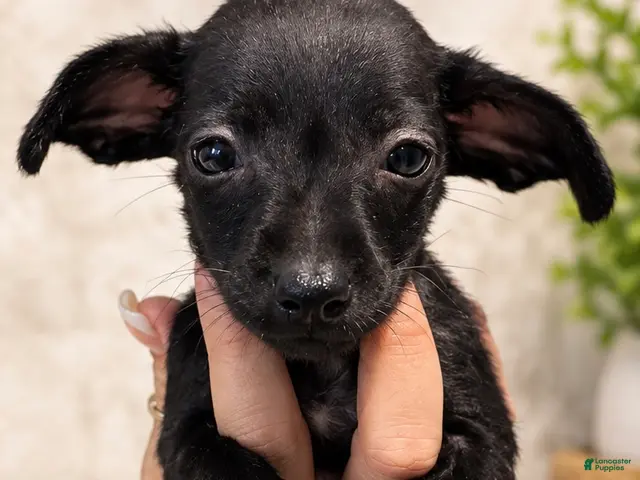 Chiweenie dogs for sale: Winnie - Ad 3