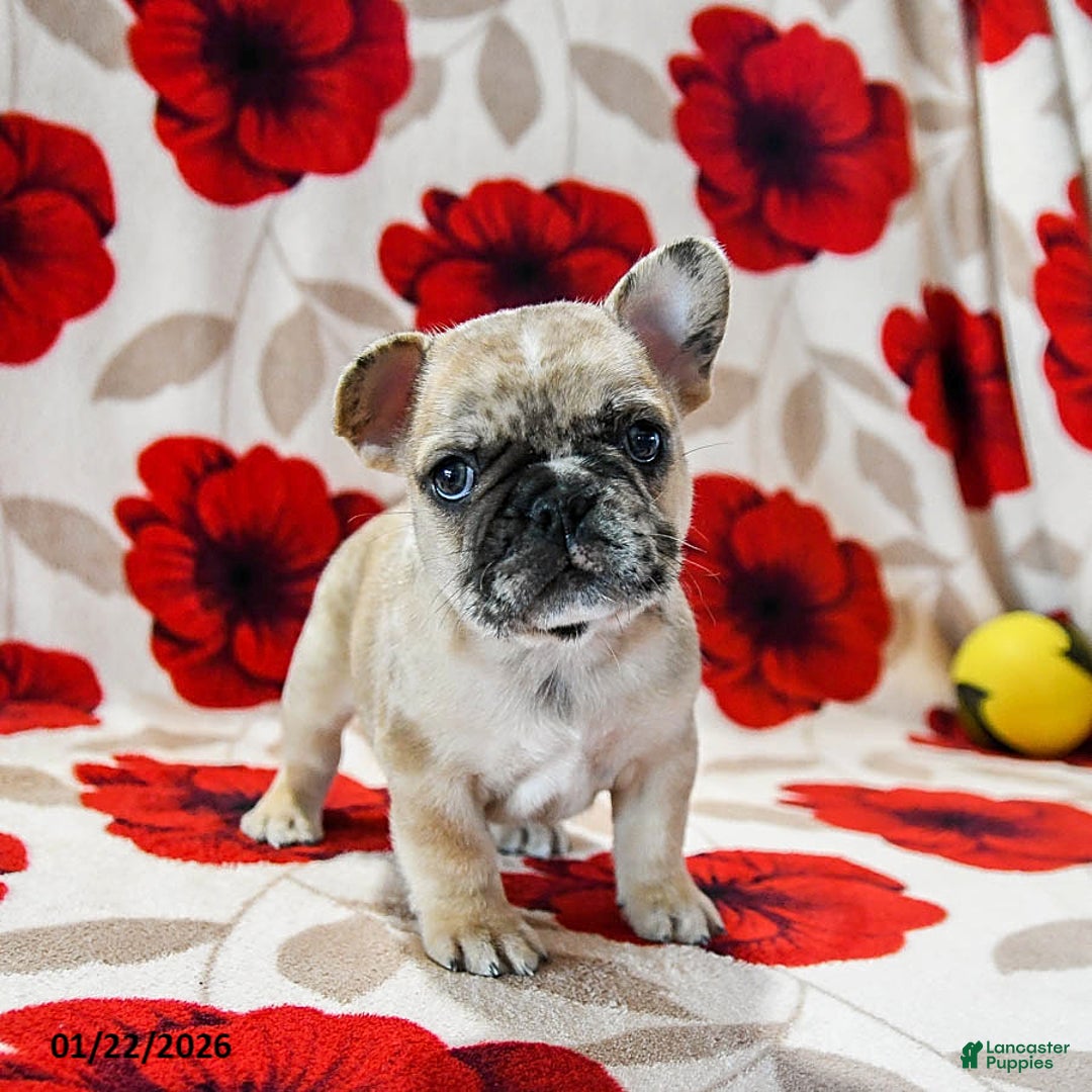 French Bulldog dogs for sale: Banks - Ad 2