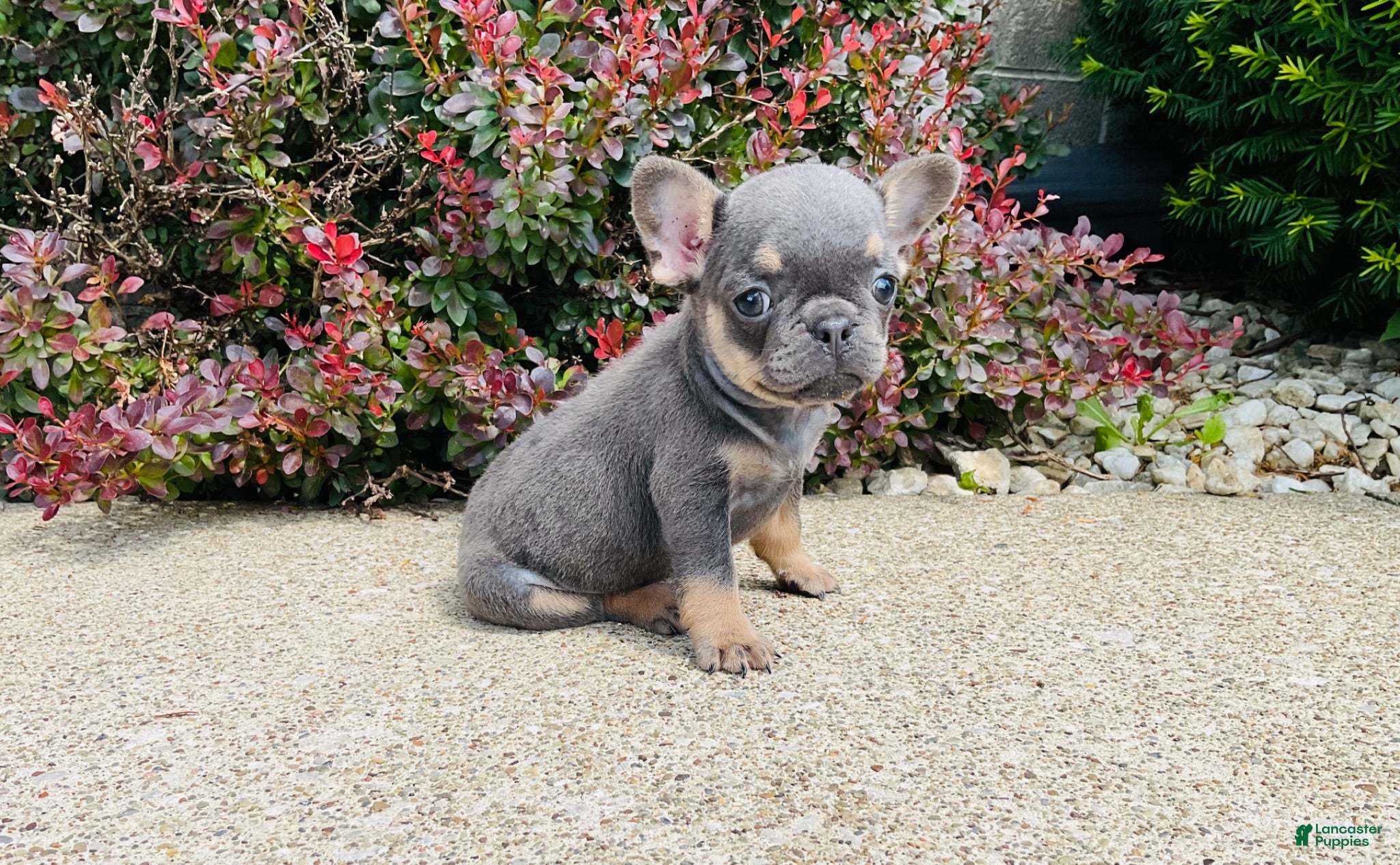 French Bulldog dogs Daisy - Ad 2