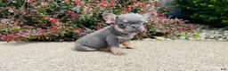 French Bulldog dogs for sale: Daisy - Ad 2