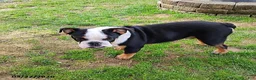 English Bulldog dogs for sale: Reuben - Ad 10