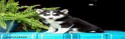 Pomsky dogs for sale: Taffy - Ad 9