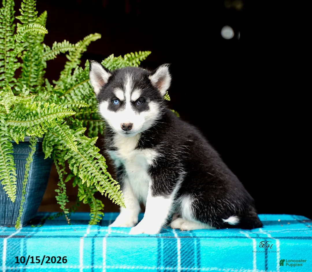 Pomsky dogs for sale: Taffy - Ad 9