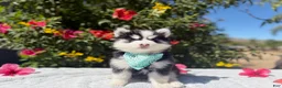 Pomsky dogs for sale: Eclipse - Ad 7