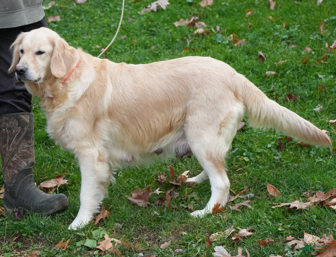 Golden Retriever dogs for sale: Noel - Ad 10