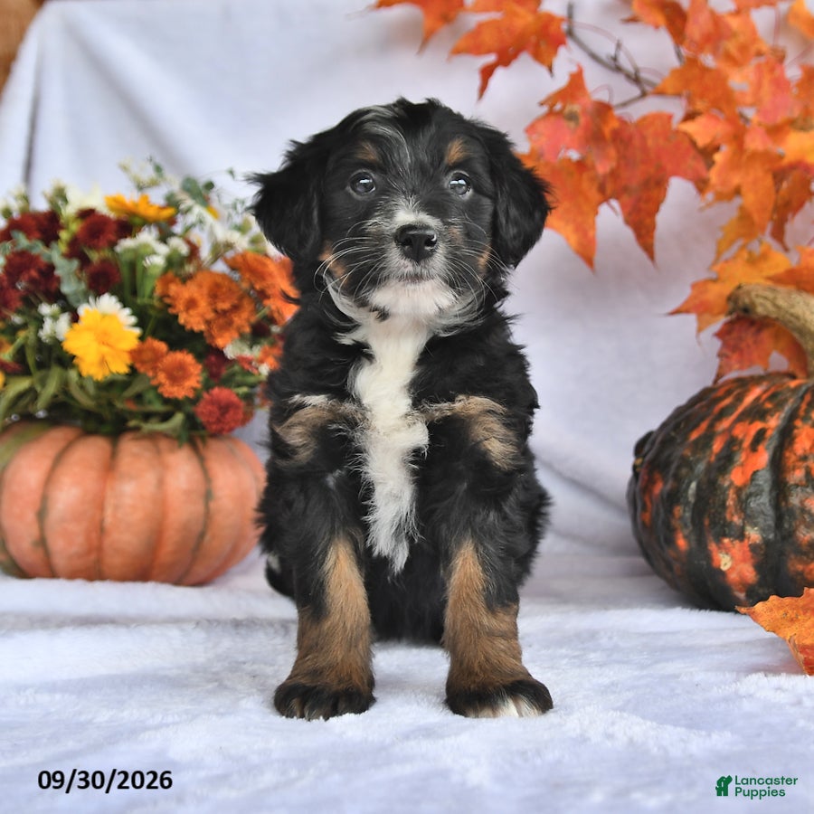 Bernedoodle dogs Jade - Ad 2