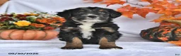 Bernedoodle dogs for sale: Jade - Ad 2