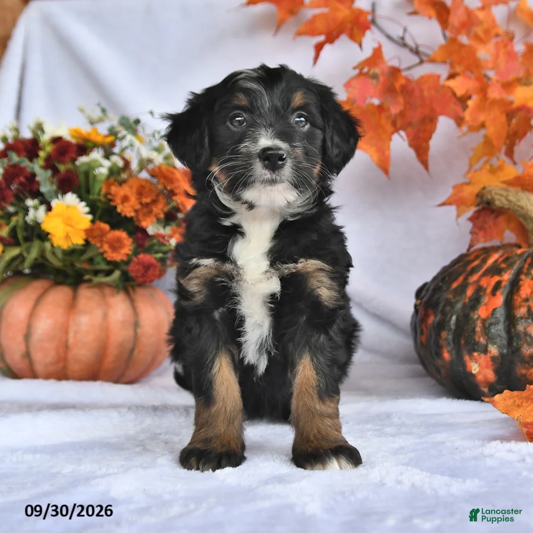 Bernedoodle dogs for sale: Jade - Ad 2