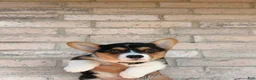 Welsh Corgi Pembroke dogs for sale: Welsh Corgi Pembroke 1 - Ad 1