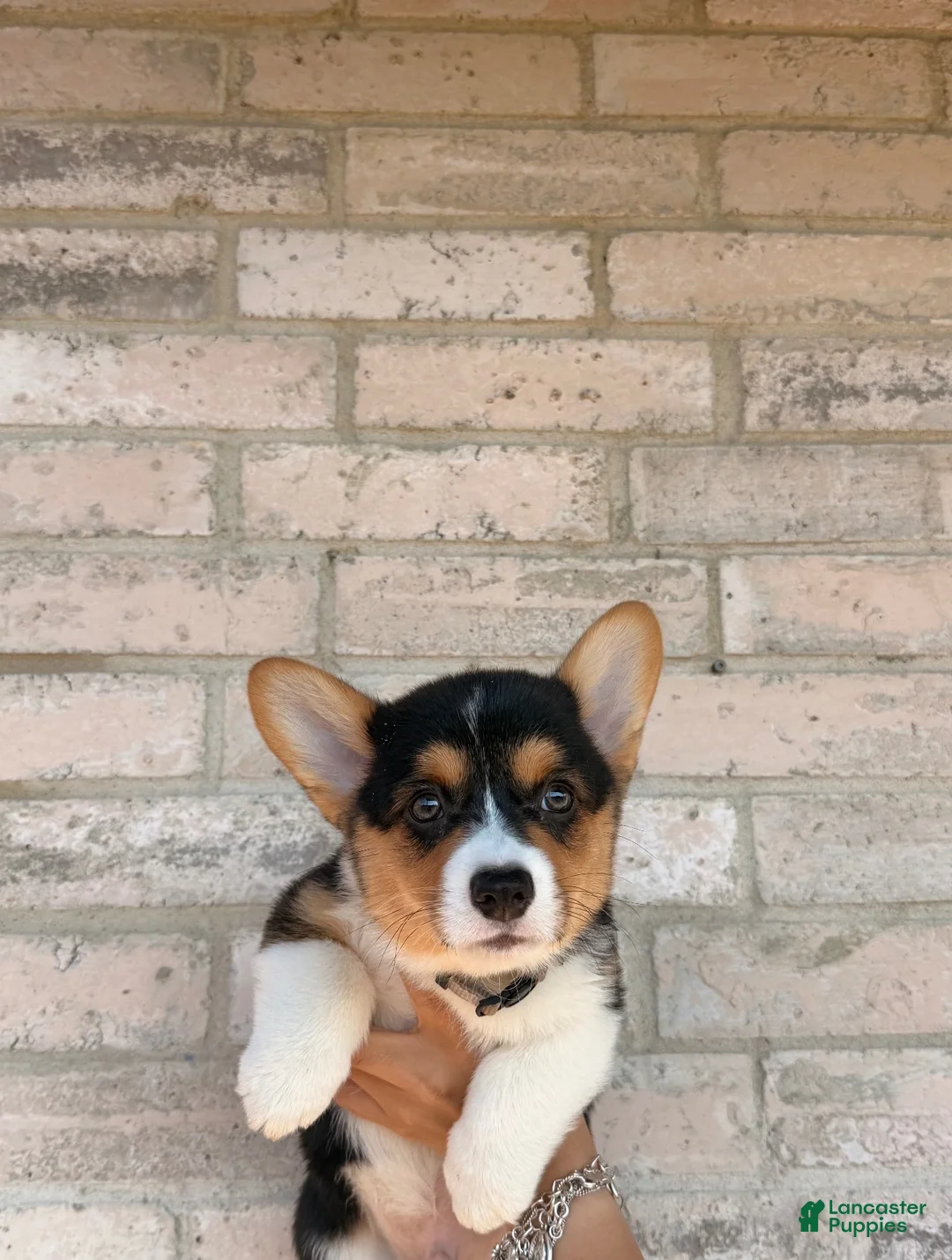 Welsh Corgi Pembroke dogs for sale: Welsh Corgi Pembroke 1 - Ad 1