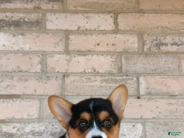 Welsh Corgi Pembroke dogs for sale: Welsh Corgi Pembroke 1 - Ad 1