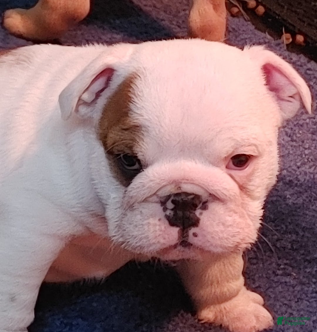 English Bulldog dogs for sale: Gabe - Ad 1