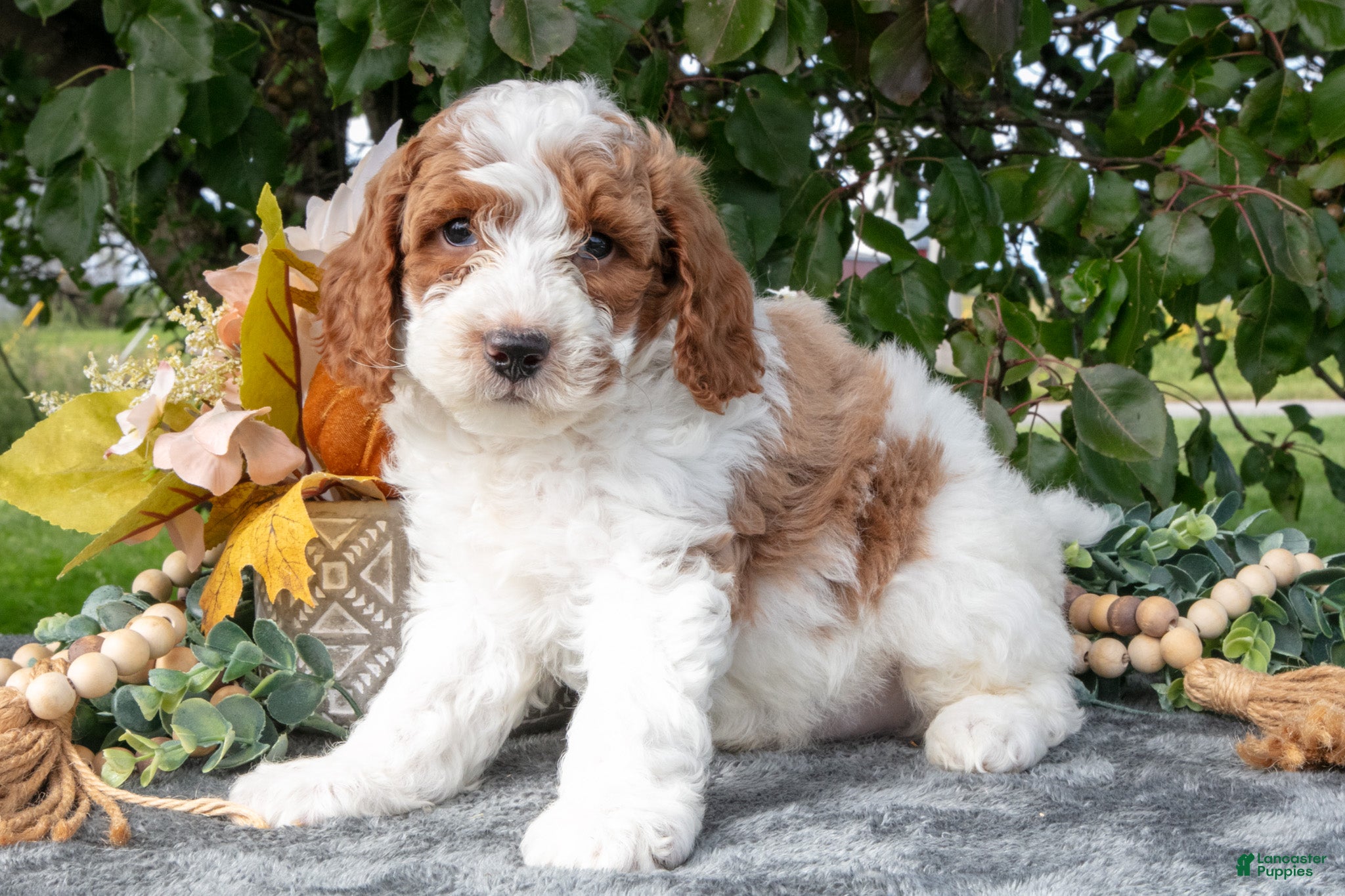 Trax (Miniature Poodle, Male) in Wolcottville, IN