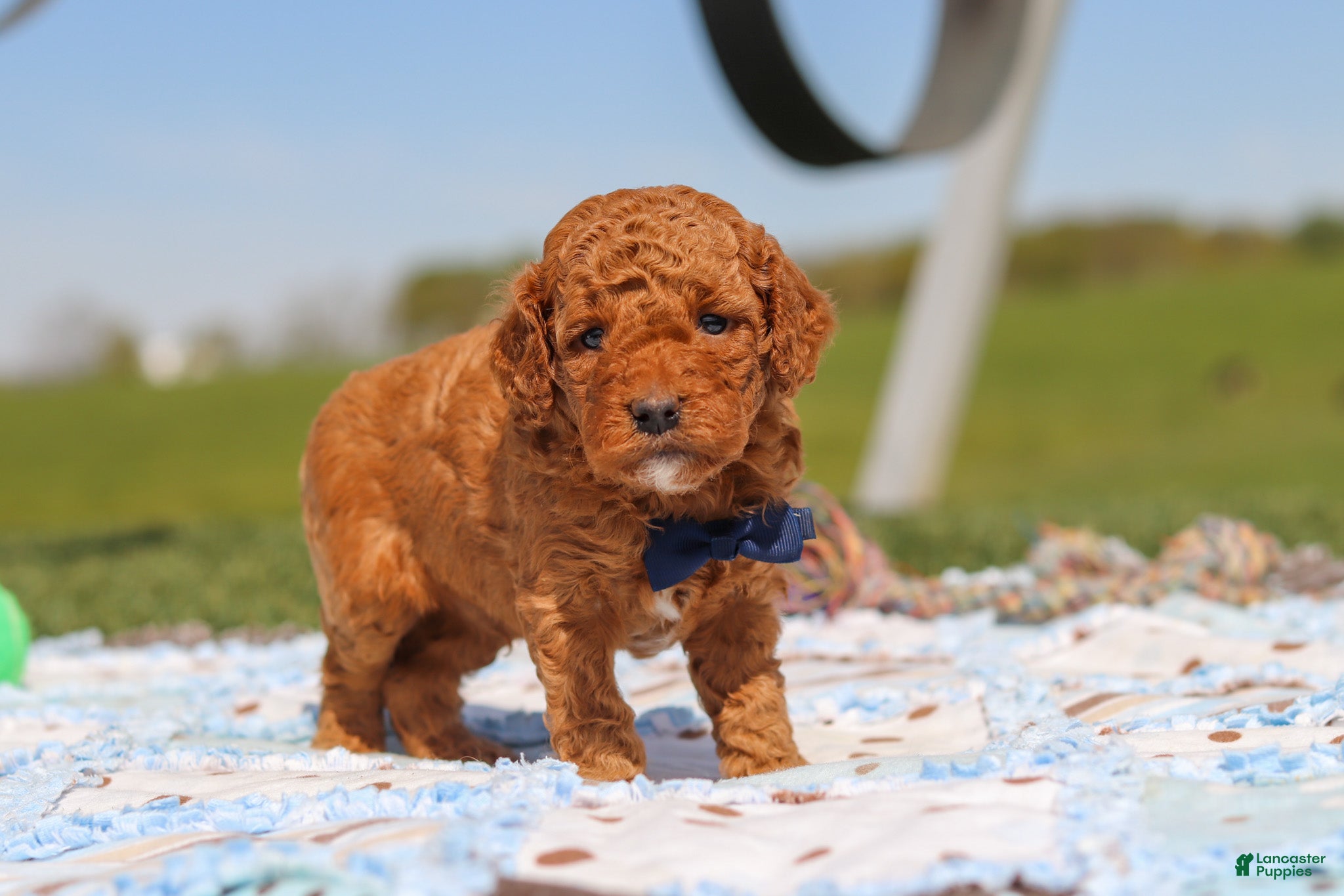 Mini Goldendoodle dogs for sale: Carter - Ad 5