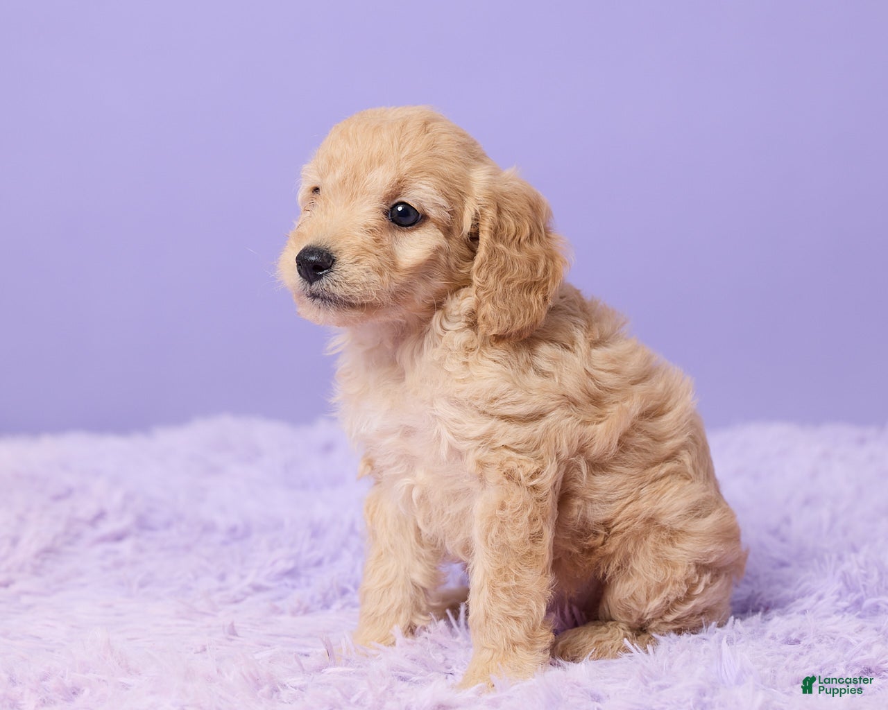Cavapoo dogs Abby - Ad 2