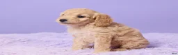 Cavapoo dogs for sale: Abby - Ad 2