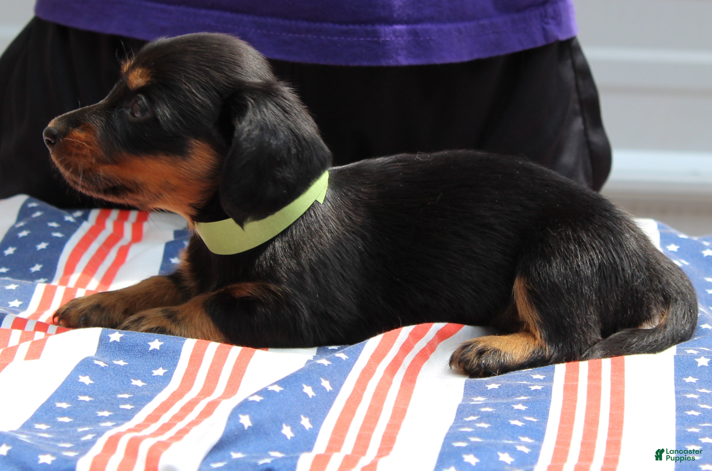 Miniature Dachshund dogs Moira - Ad 1