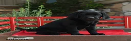 Labrador Retriever dogs for sale: Buster - Ad 5