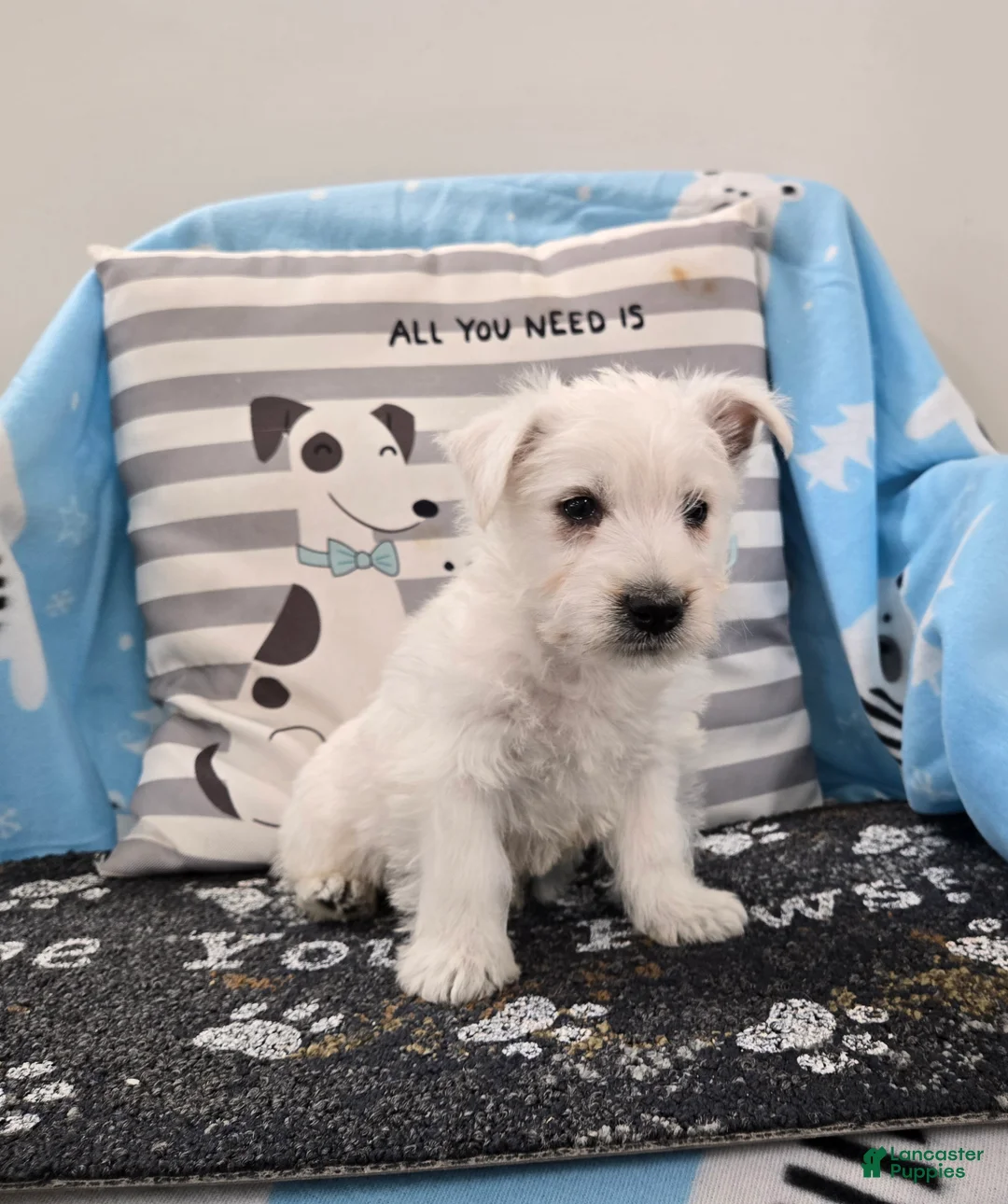 West Highland Terrier dogs for sale: Perry - Ad 2