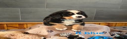 Bernese Mountain Dog dogs for sale: Lt Blue - Ad 4
