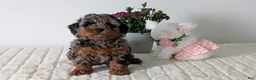 Toy Poodle dogs for sale: Zion - Ad 9