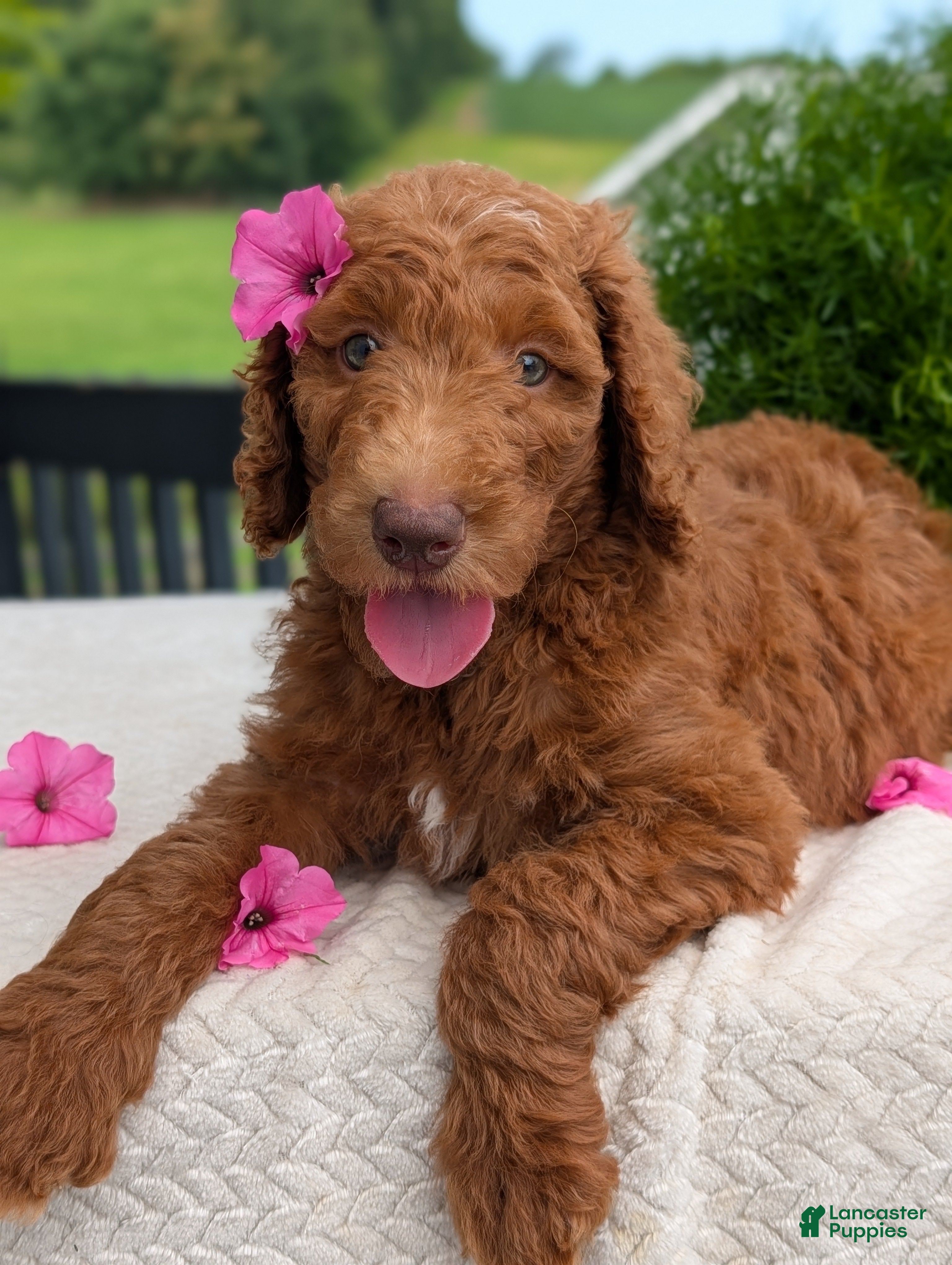 Goldendoodle dogs Miss Ellie - Ad 1