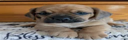 Puggle dogs for sale: Kobe  - Ad 12