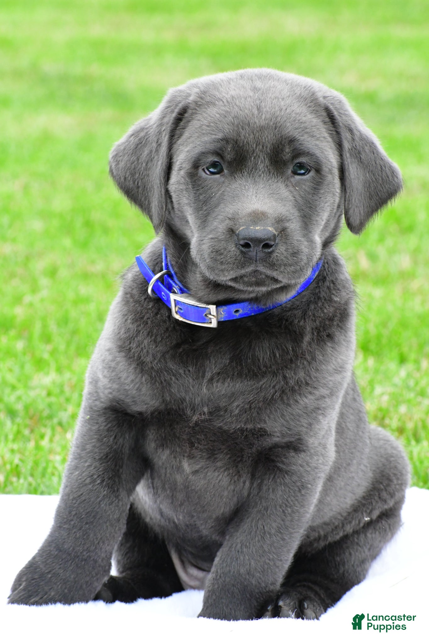 Labrador Retriever dogs Reno - Ad 2