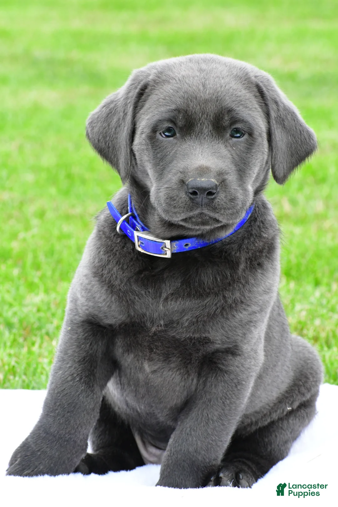 Labrador Retriever dogs for sale: Reno - Ad 2