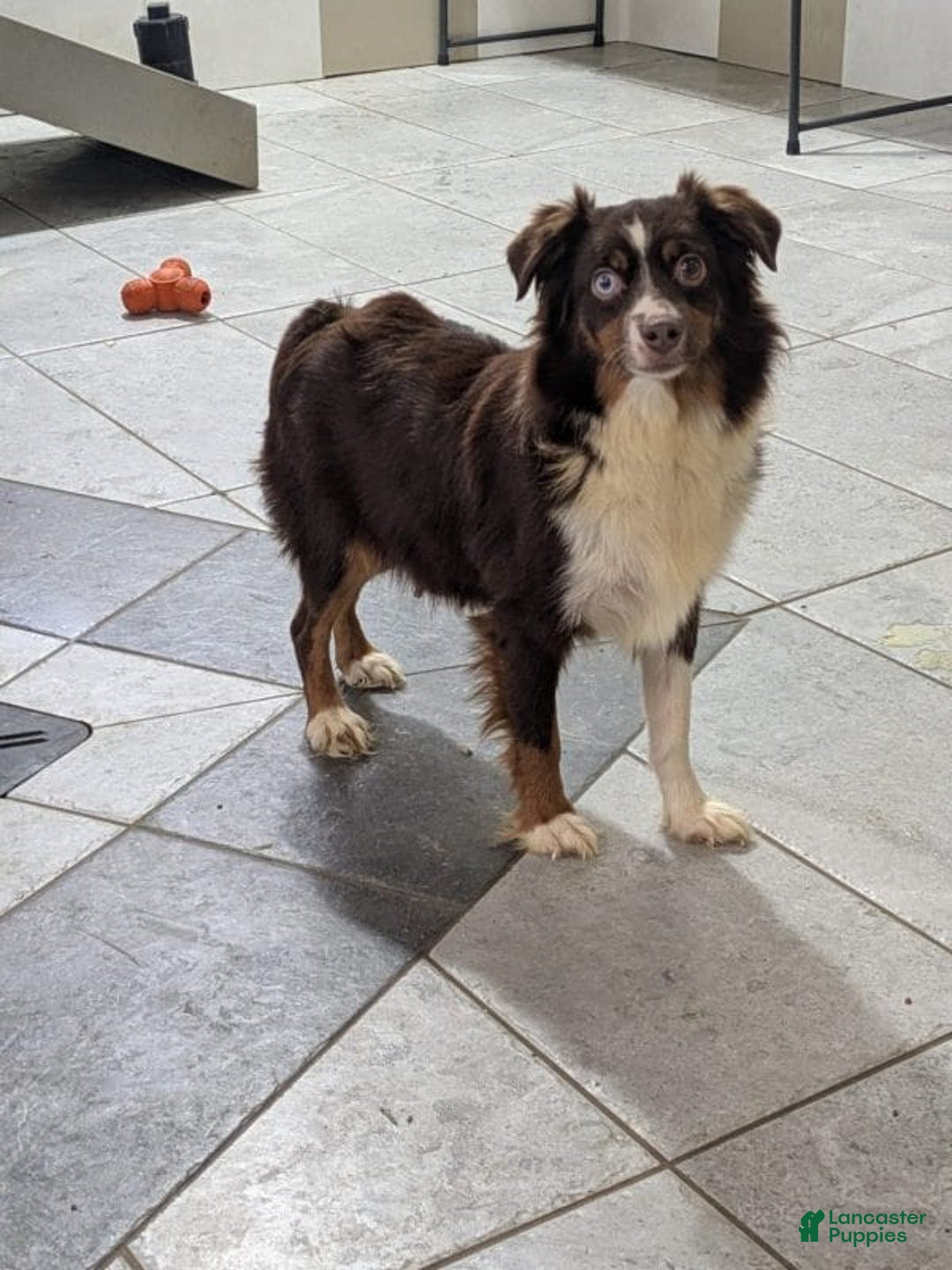 Mini Aussiedoodle dogs for sale: Shadow - Ad 12