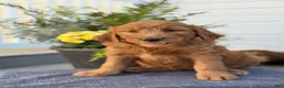Goldendoodle dogs for sale: Teagan - Ad 10
