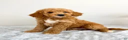 Mini Goldendoodle dogs for sale: Gunther - Ad 5