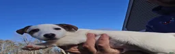 Jack Russell Terrier dogs for sale: Jack Russell Terrier 1 female 1 male - Ad 5