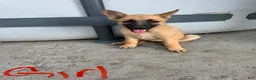 German Shepherd dogs for sale: Blondie - Ad 2