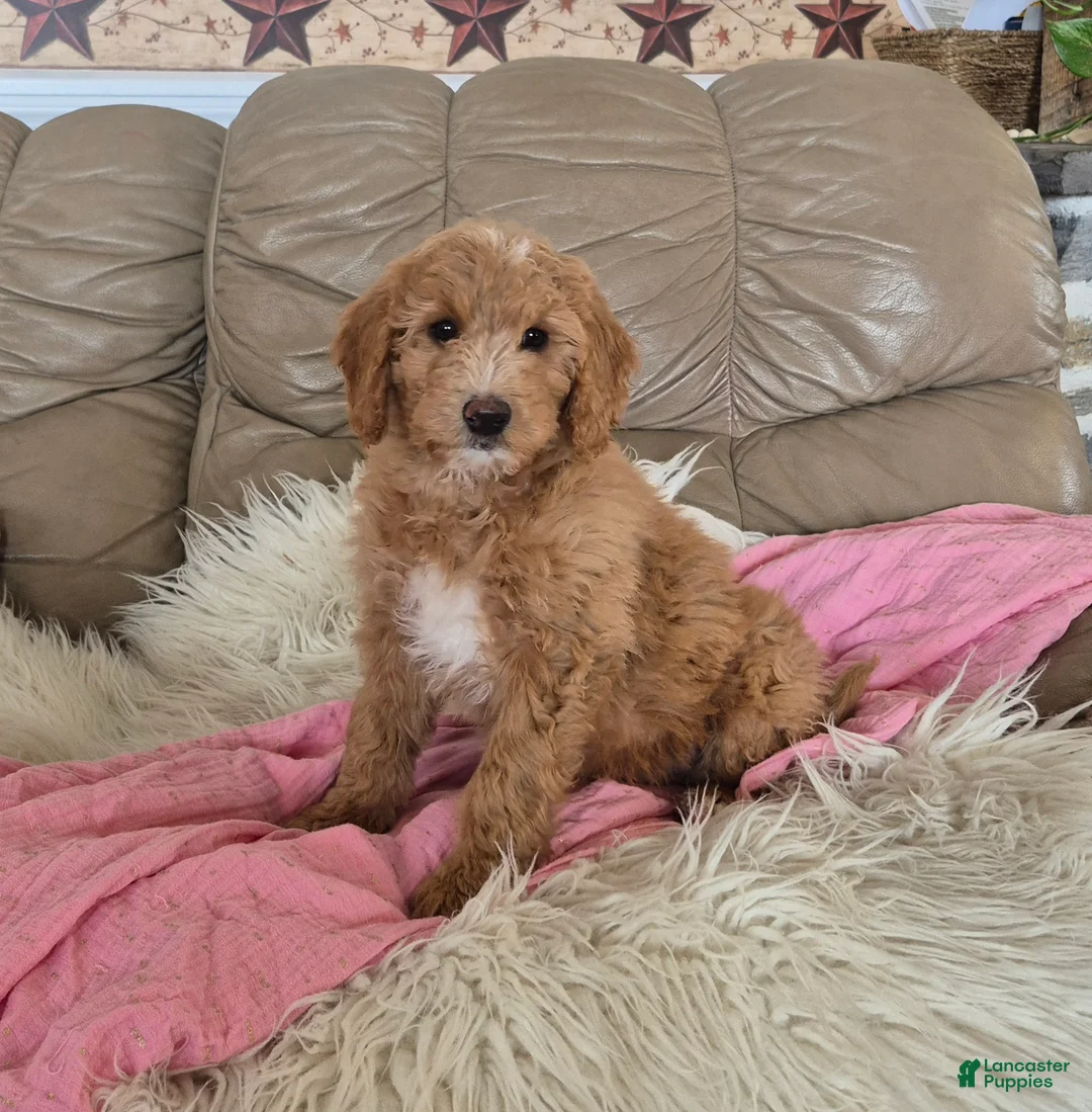 Goldendoodle dogs for sale: Stacy - Ad 2