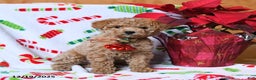 Maltipoo dogs for sale: Snowflake - Ad 2