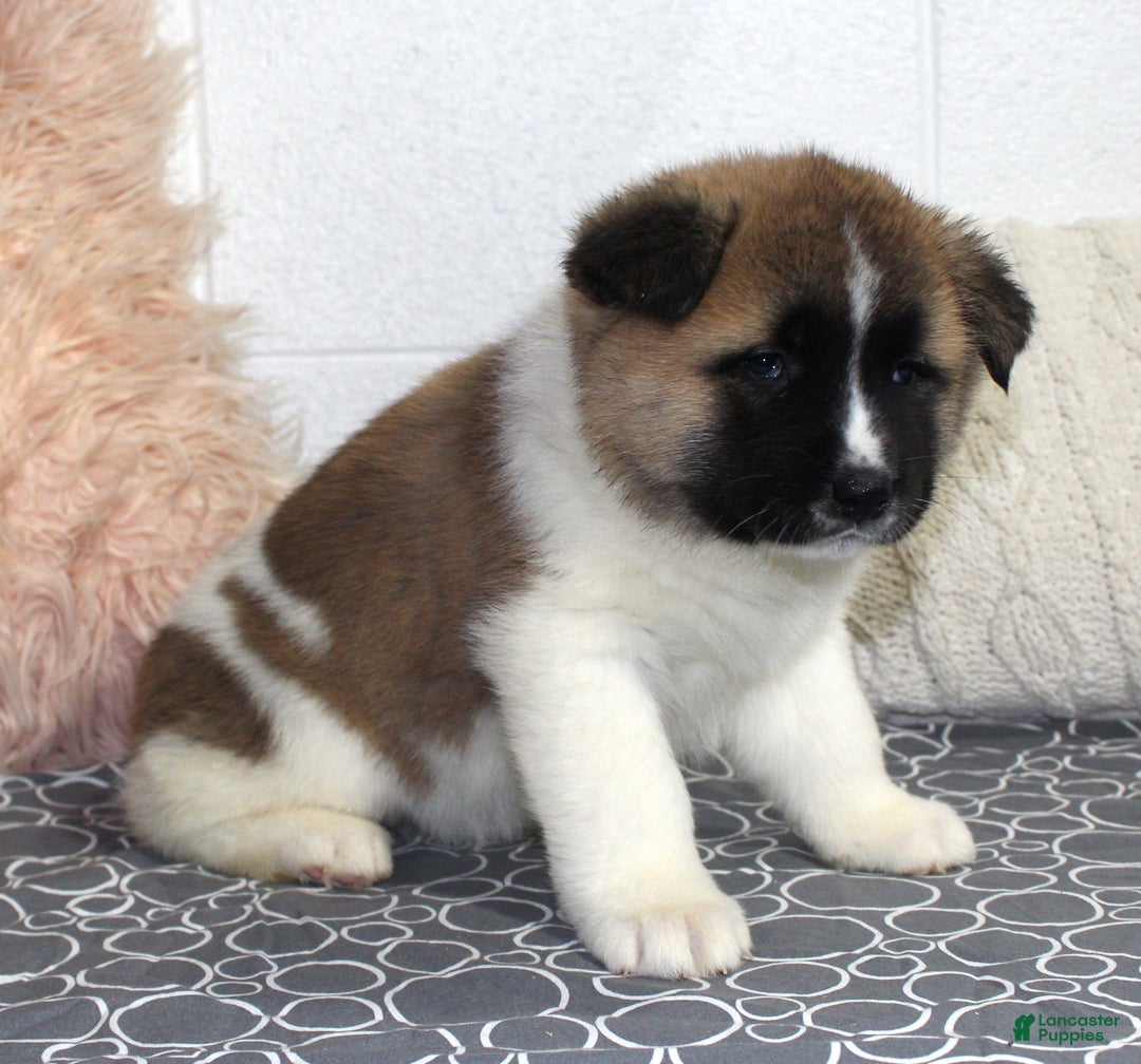 Akita dogs for sale: Dolley - Ad 18