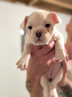 Mixed Breed dogs for sale: Sophia - Ad 1