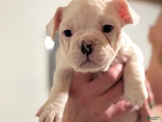 Mixed Breed dogs for sale: Sophia - Ad 1