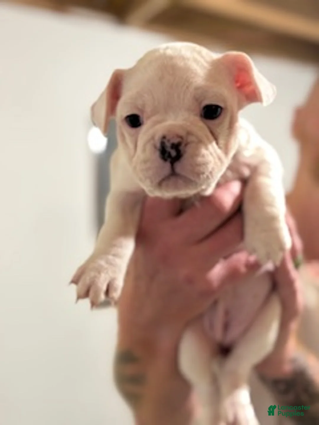 Mixed Breed dogs for sale: Sophia - Ad 1