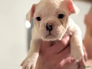 Mixed Breed dogs Sophia - Ad 19